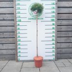 Borovica hustokvetá (Pinus densiflora) ´LOW GLOW´ - výška 110-120 cm, kont. C5L - NA KMIENKU